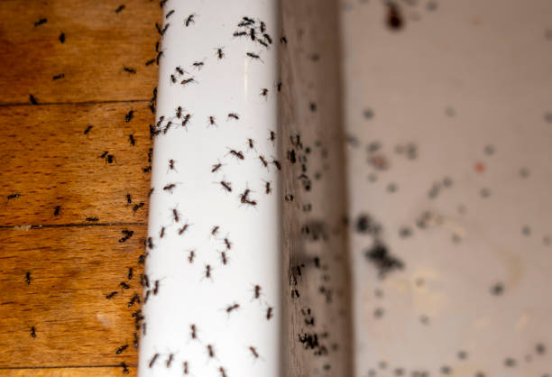 Best Ant Control Services  in Carlisle, OH